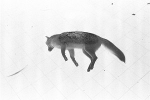 Raposa - fotografia em preto e branco, 2006